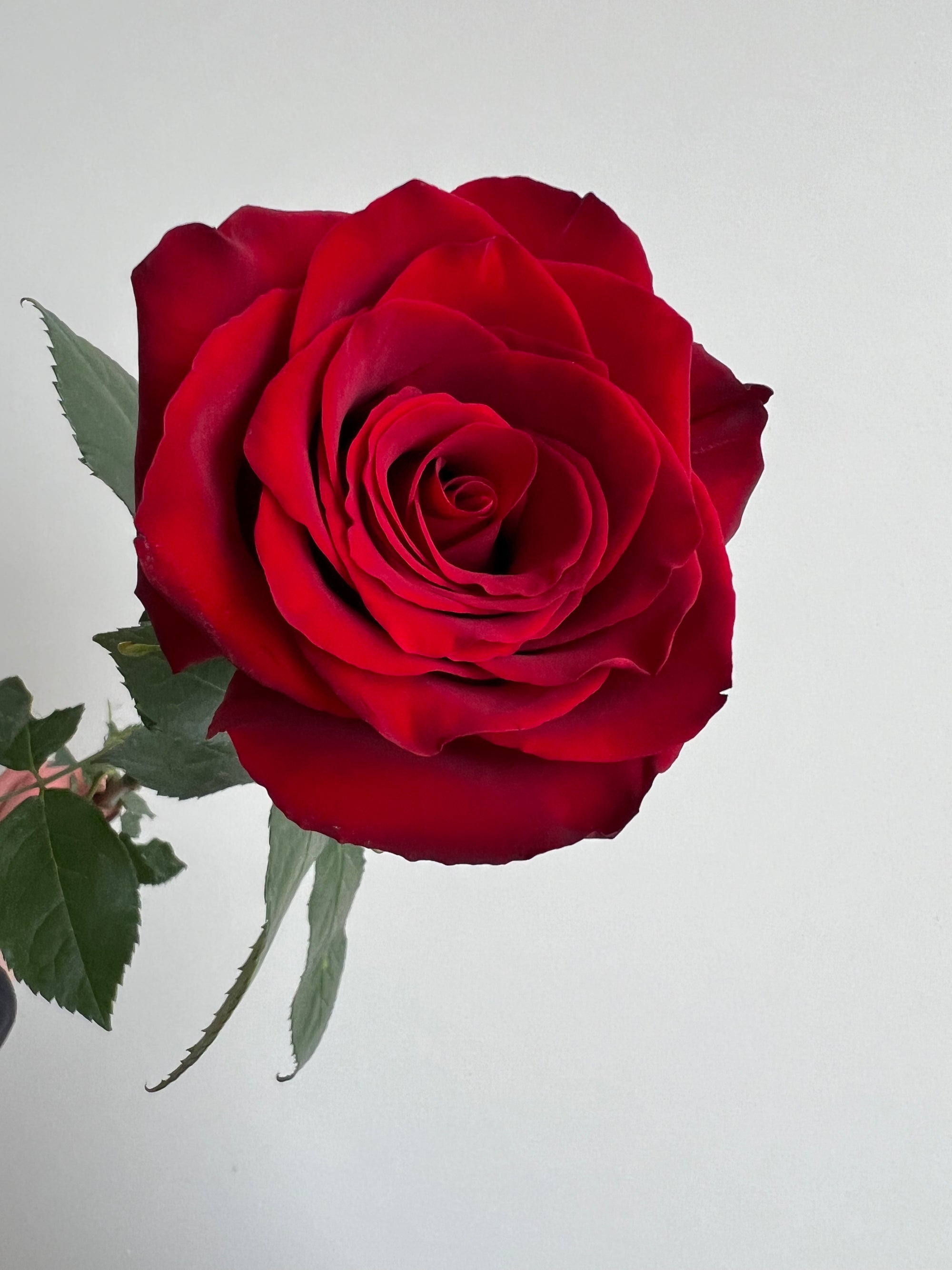 Le bouquet de roses rouges "Le Diable s'habille en roses"