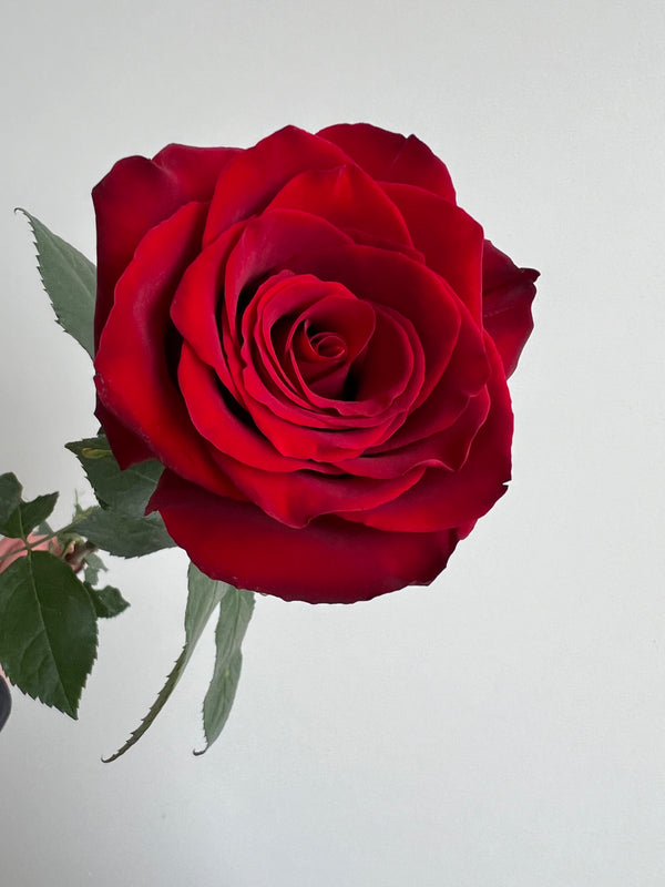 Le bouquet de roses rouges "Le Diable s'habille en roses"
