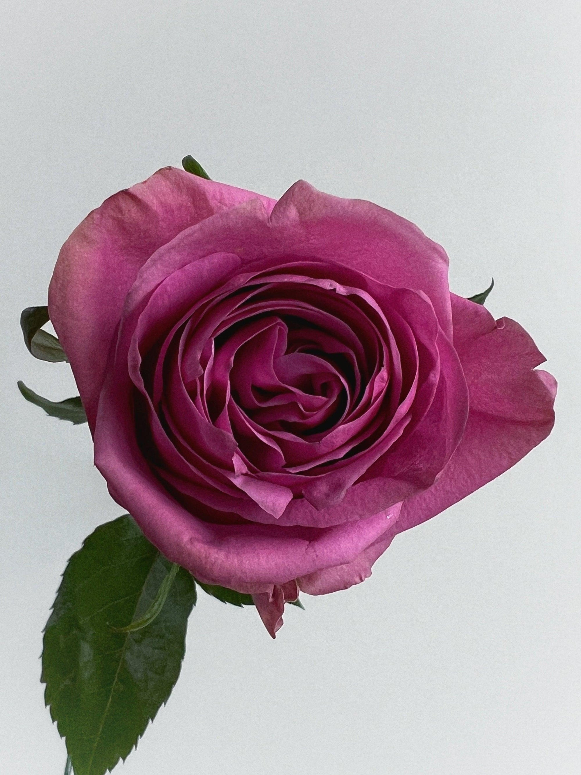 A bouquet of purple roses "Lulu"  