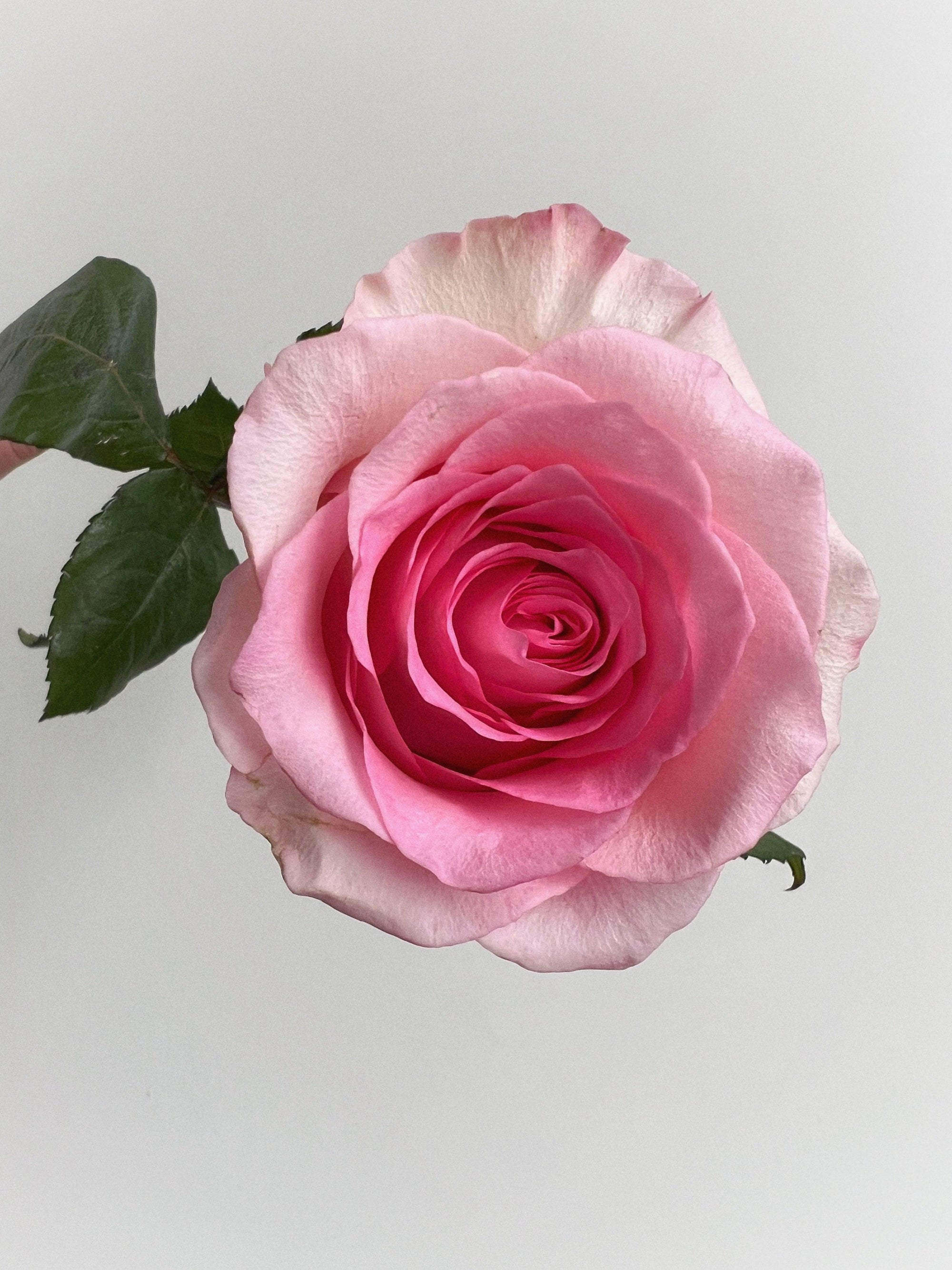 A bouquet of roses "Honeymoon"  