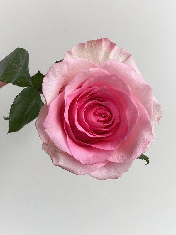 A bouquet of roses "Honeymoon"  