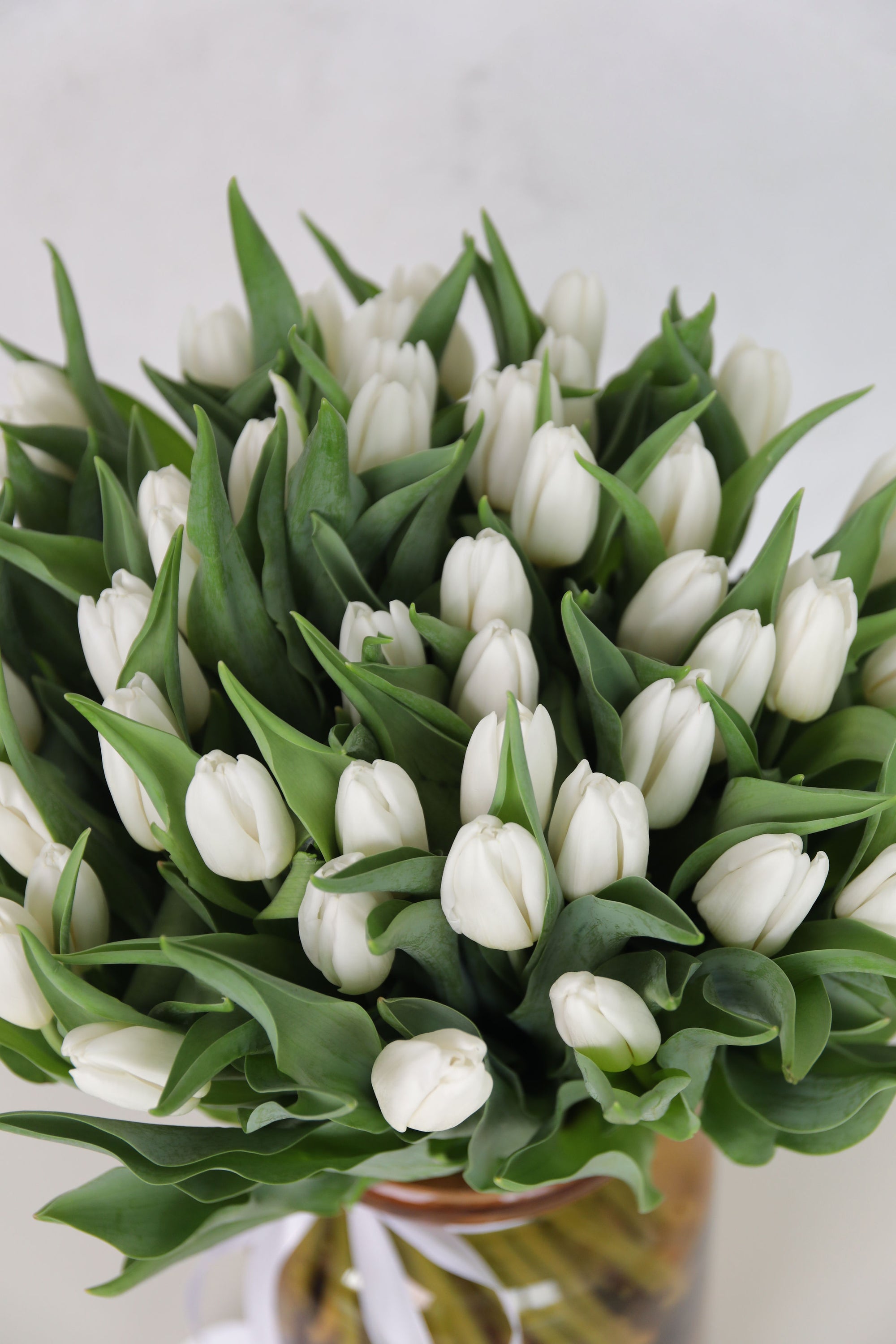 White Tulips